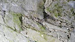 acastle
                          105385.jpg